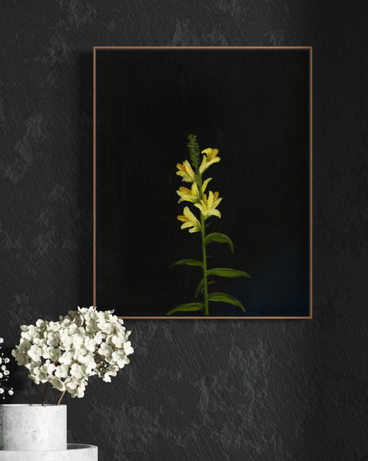 Toadflax Flower Fine Art Print
