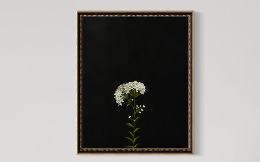 Yarrow Fine Art Print