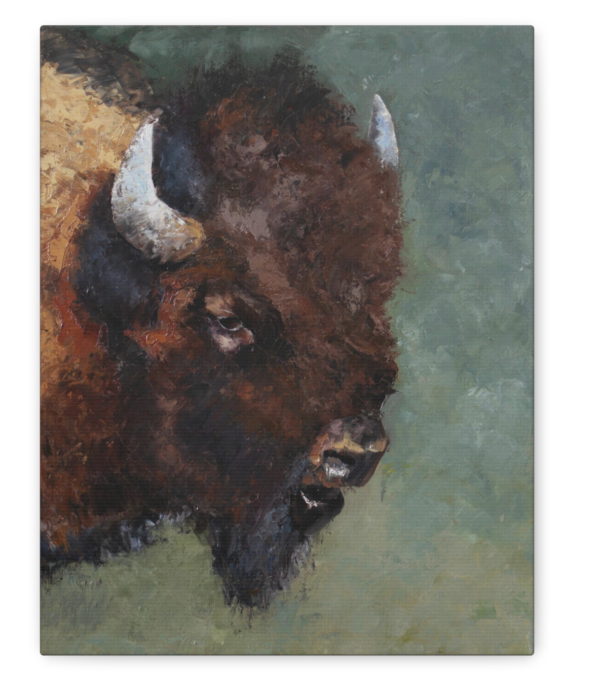 The Bison CANVAS PRINT