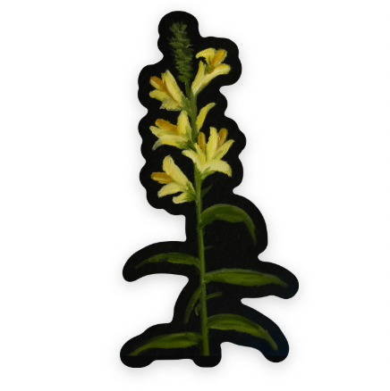Toadflax Vinyl Sticker