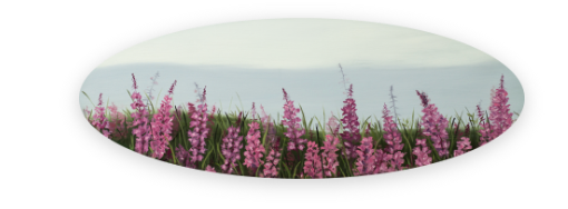 Fireweed Vinyl Sticker