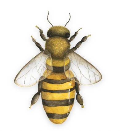 Honeybee Vinyl Sticker